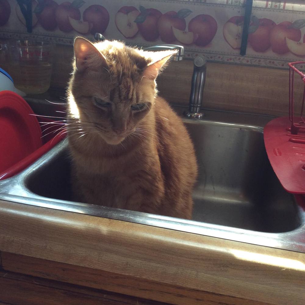 Meet your Posher, Toni